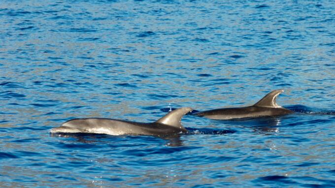 Dolphins