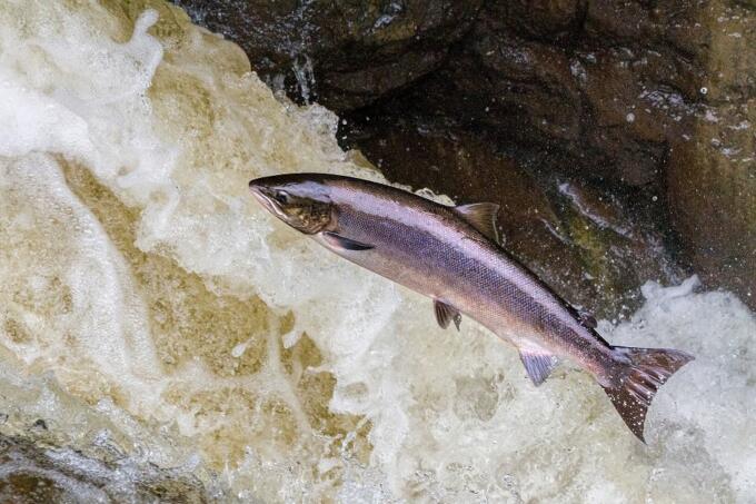 Salmon
